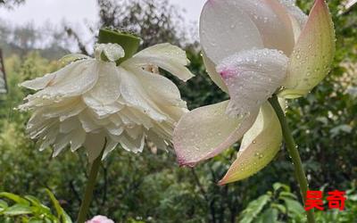 久旱逢甘雨免费阅读-久旱逢甘雨小说